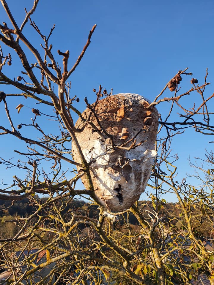 Un essaim de guêpes au sommet d'un arbre