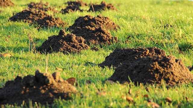 Les ravages d'une seule taupe